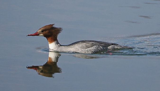 Smergo maggiore  - Marco Esposito