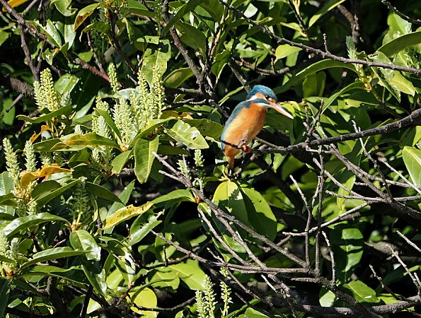 Martin pescatore  - Marco Esposito