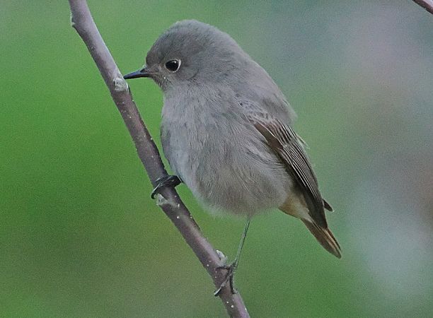 Codirosso spazzacamino  - Marco Esposito