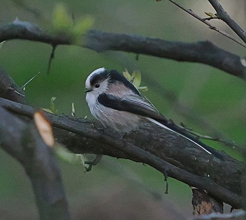 Codibugnolo  - Marco Esposito