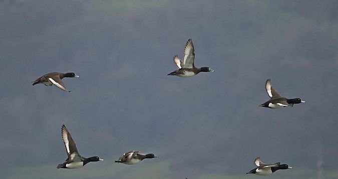 Moretta  - Marco Esposito