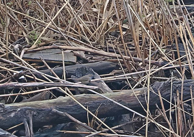 Pettazzurro  - Marco Esposito