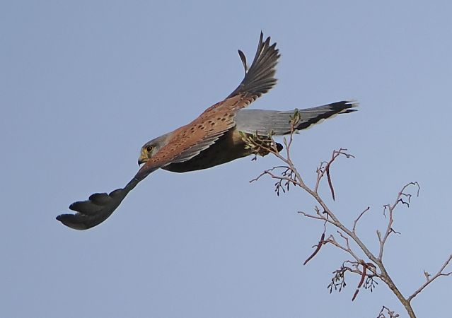 Gheppio  - Marco Esposito