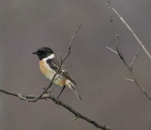 Saltimpalo comune  - Marco Esposito
