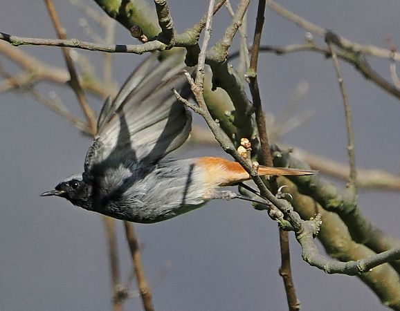 Codirosso spazzacamino  - Marco Esposito