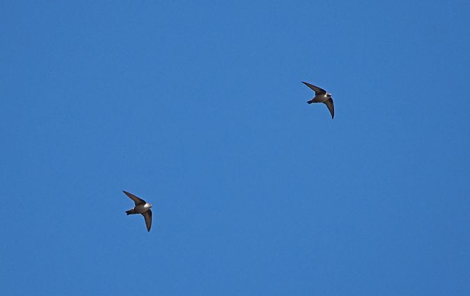 Rondine montana  - Marco Esposito