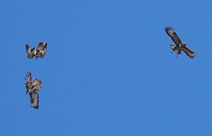 Poiana  - Marco Esposito