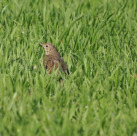 Tordo bottaccio  - Marco Esposito