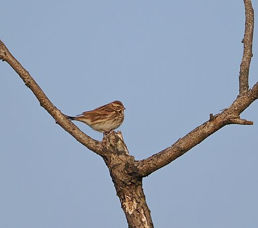 Migliarino di palude  - Marco Esposito