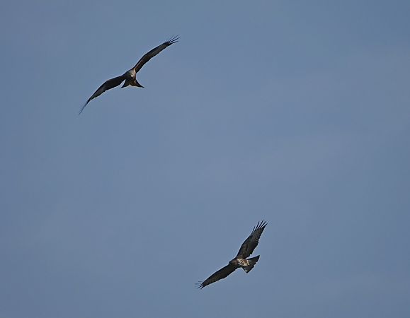 Nibbio bruno  - Marco Esposito