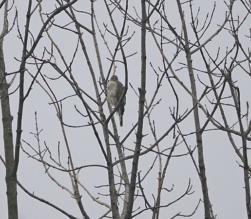 Sparviere  - Marco Esposito