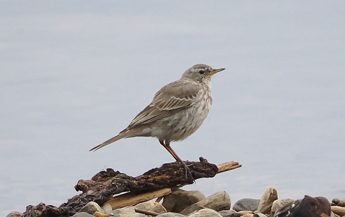 Spioncello  - Marco Esposito