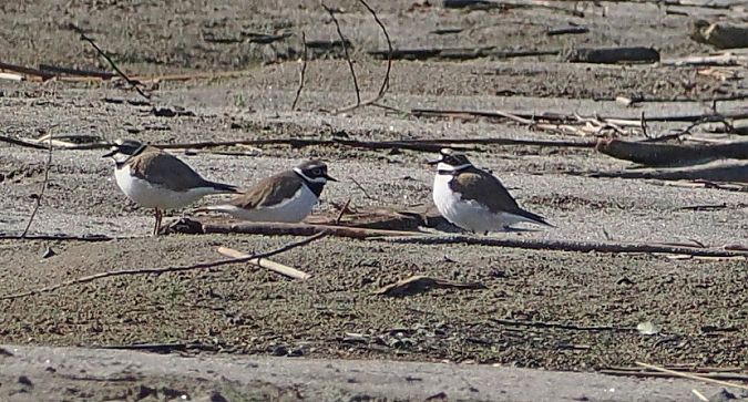 Corriere piccolo  - Marco Esposito