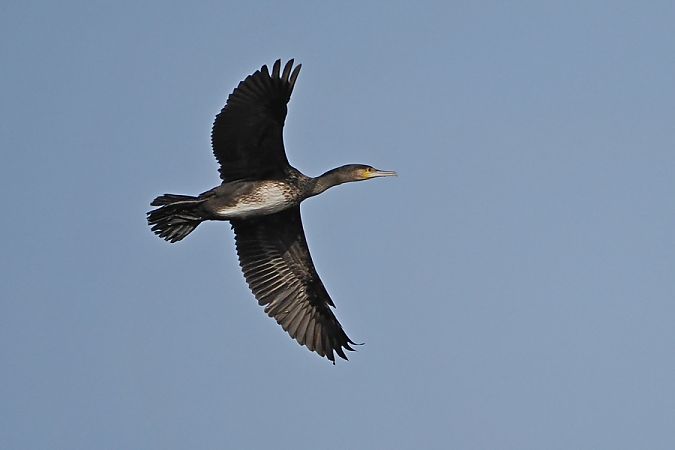 Kormoran  - Marco Esposito