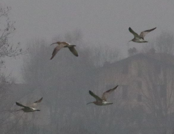 Chiurlo maggiore  - Enrico Viganò