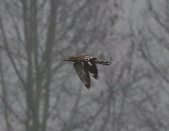 Occhione  - Enrico Viganò