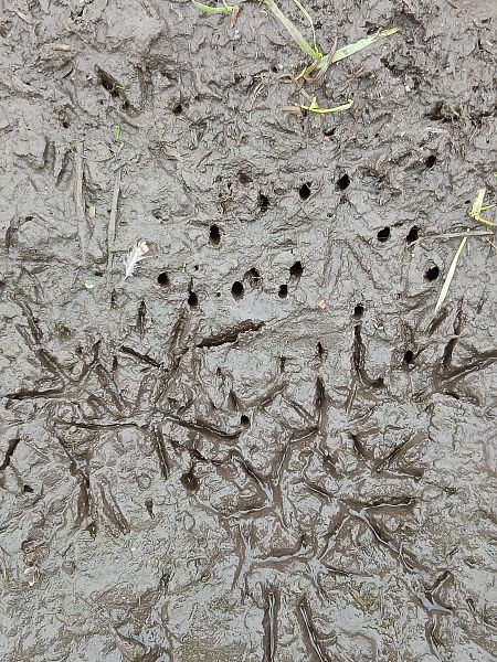 Beccaccia  - Enrico Viganò