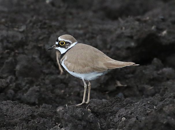 Corriere piccolo  - Enrico Viganò