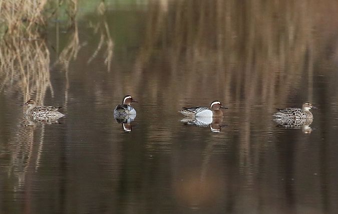Marzaiola  - Enrico Viganò