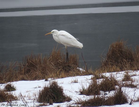 Airone bianco  - Gianluca Congi