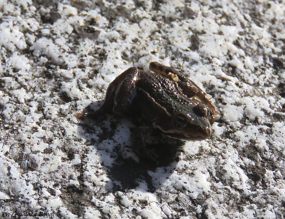 Rana esculenta o Rana di Lessona  - Gianluca Congi