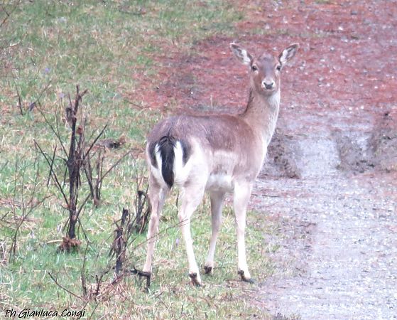 Daino  - Gianluca Congi