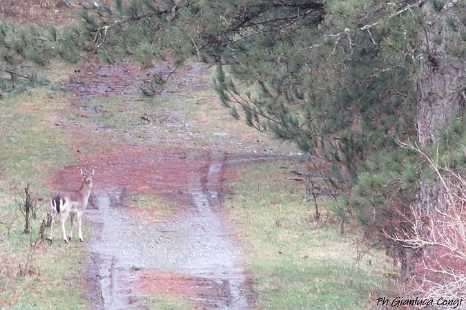 Daino  - Gianluca Congi