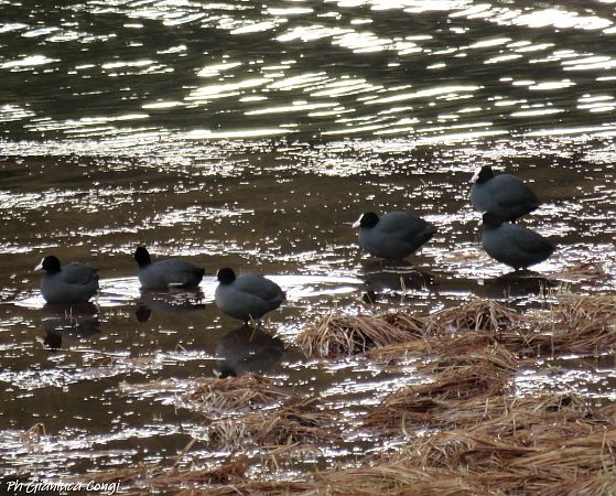 Folaga  - Gianluca Congi