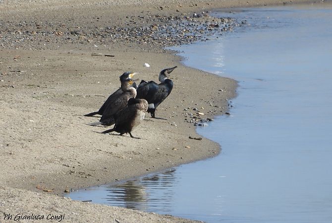 Cormorano  - Gianluca Congi