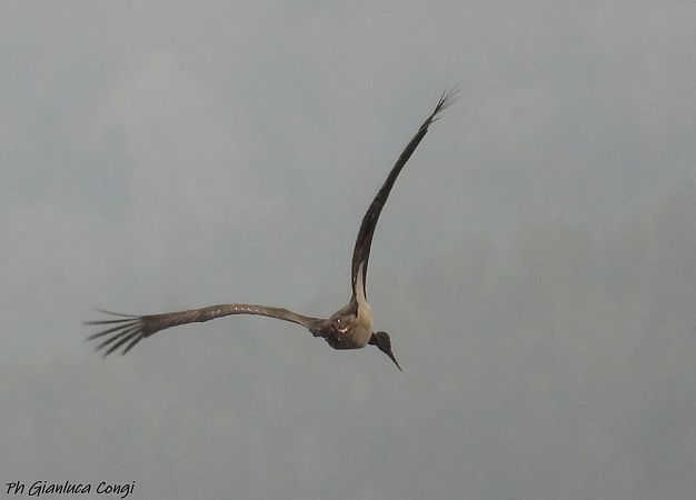Cicogna nera  - Gianluca Congi