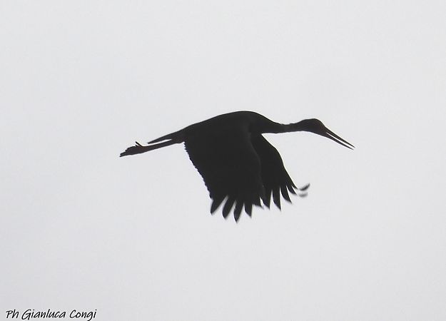 Cicogna nera  - Gianluca Congi