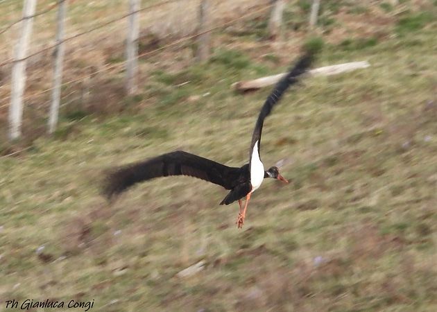 Cicogna nera  - Gianluca Congi