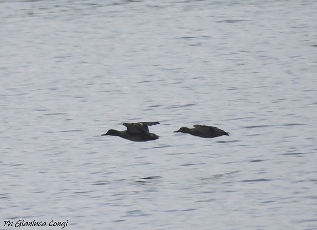 Alzavola  - Gianluca Congi