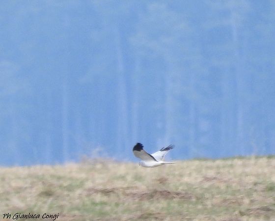 Albanella reale  - Gianluca Congi