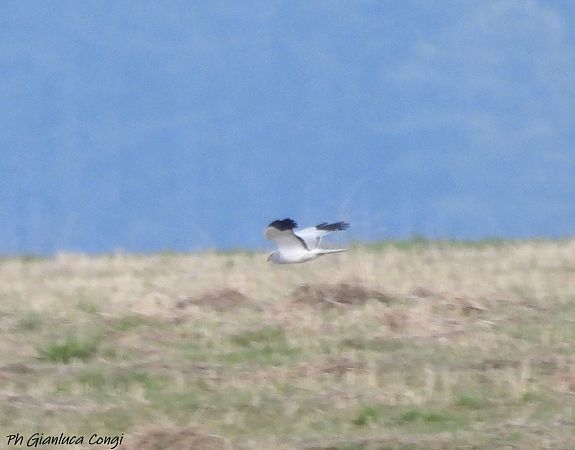 Albanella reale  - Gianluca Congi