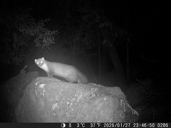 Faina  - Tiziano Fiorenza (FVG)