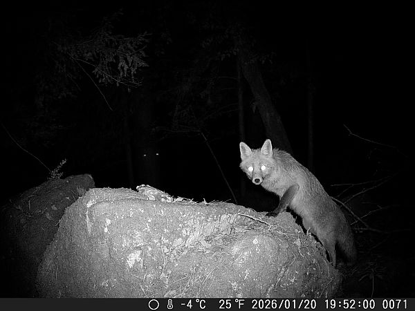 Volpe  - Tiziano Fiorenza (FVG)