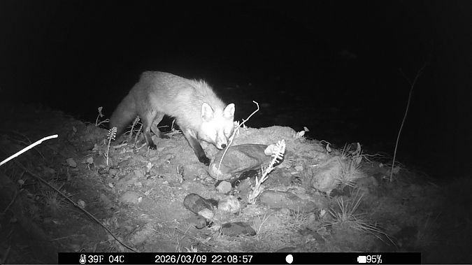 Volpe  - Tiziano Fiorenza (FVG)