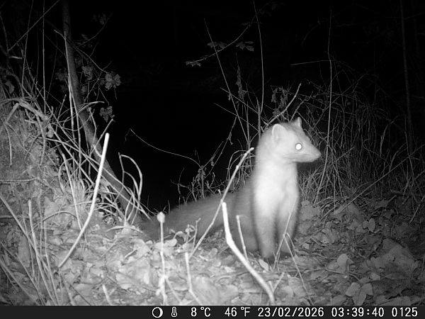 Faina  - Tiziano Fiorenza (FVG)