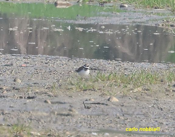 Corriere piccolo  - Carlo Nebbia