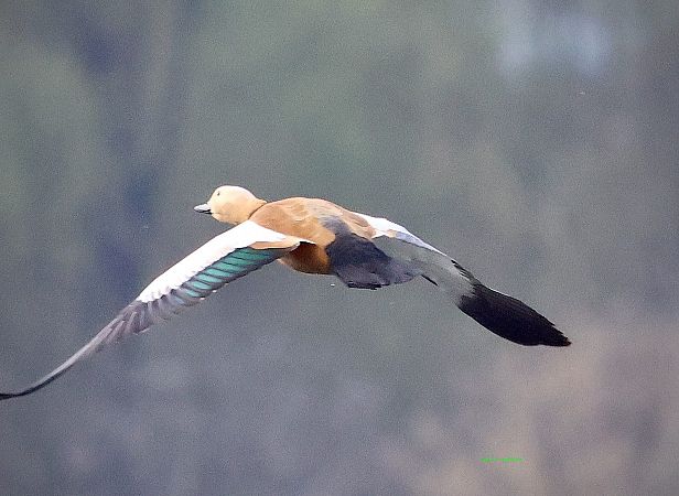 Casarca  - Carlo Nebbia