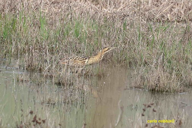 Tarabuso  - Carlo Nebbia