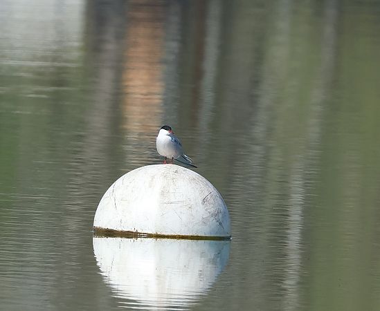 Sterna comune  - Carlo Nebbia