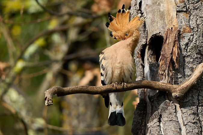 Upupa  - Leonardo Degl'innocenti