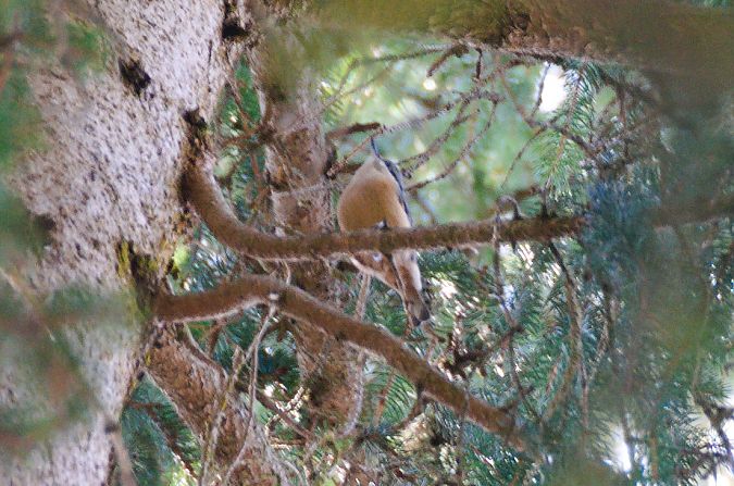 Picchio muratore  - B Bondioni