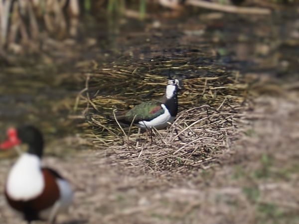 Pavoncella  - Giuseppe Taverna