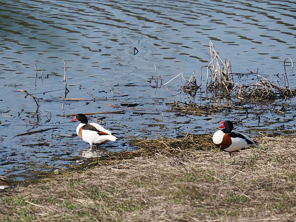 Volpoca  - Giuseppe Taverna