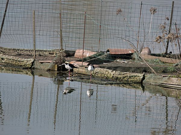 Cavaliere d'Italia  - Giuseppe Taverna