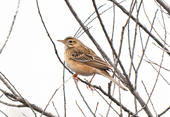 Spornpieper  - Flavio Menegat