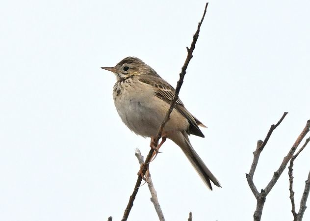 Calandro maggiore  - Flavio Menegat